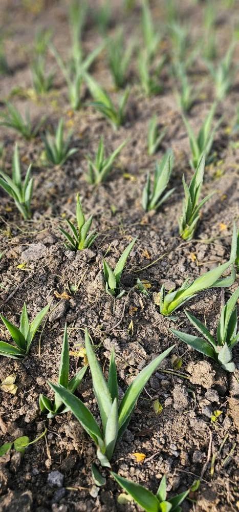 Angelo Lo Greco growing Italian agave.